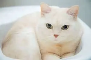 Cats in the cabin Small Planet Airlines