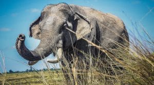 African Elephant