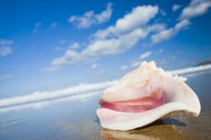 Queen Conch