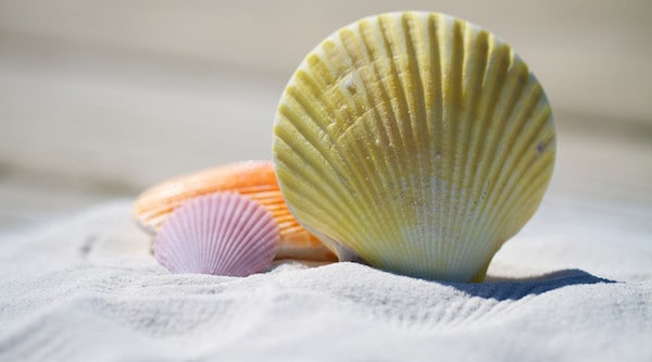 Sand, Mussels and Clams as Souvenirs