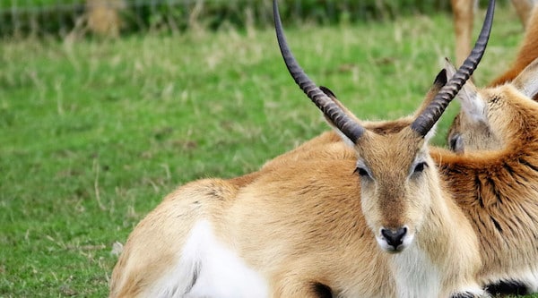 Tibetan Antilope