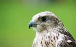 Emirates Falcon Cabin