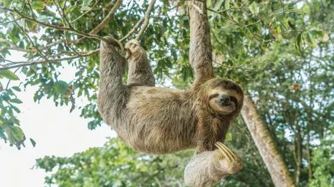 Where You Can Hold a Sloth in Costa Rica