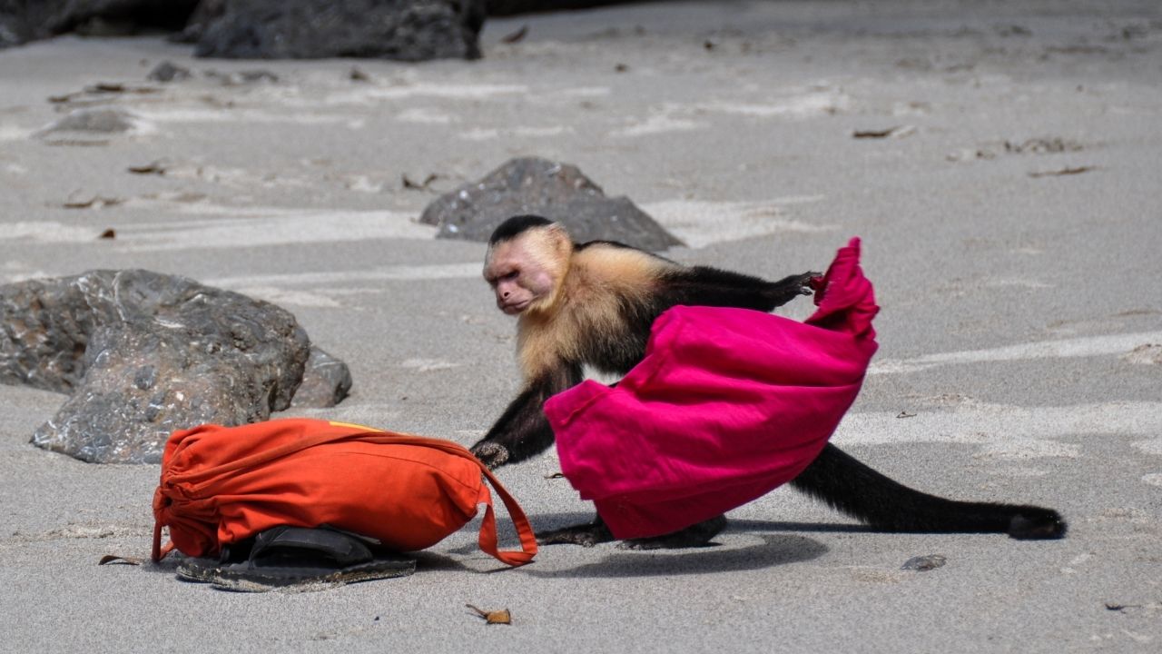 Capuchin Monkey in Manuel Antonio, Costa Rica