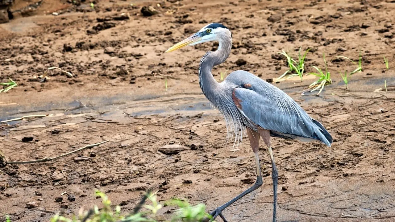 Great Blue Heron in Costa Rica