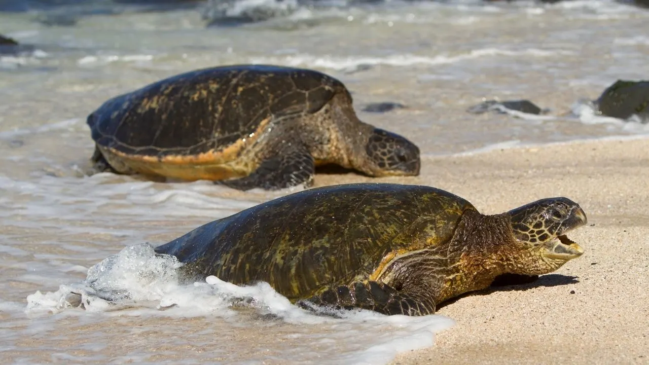 Green Sea Turtle