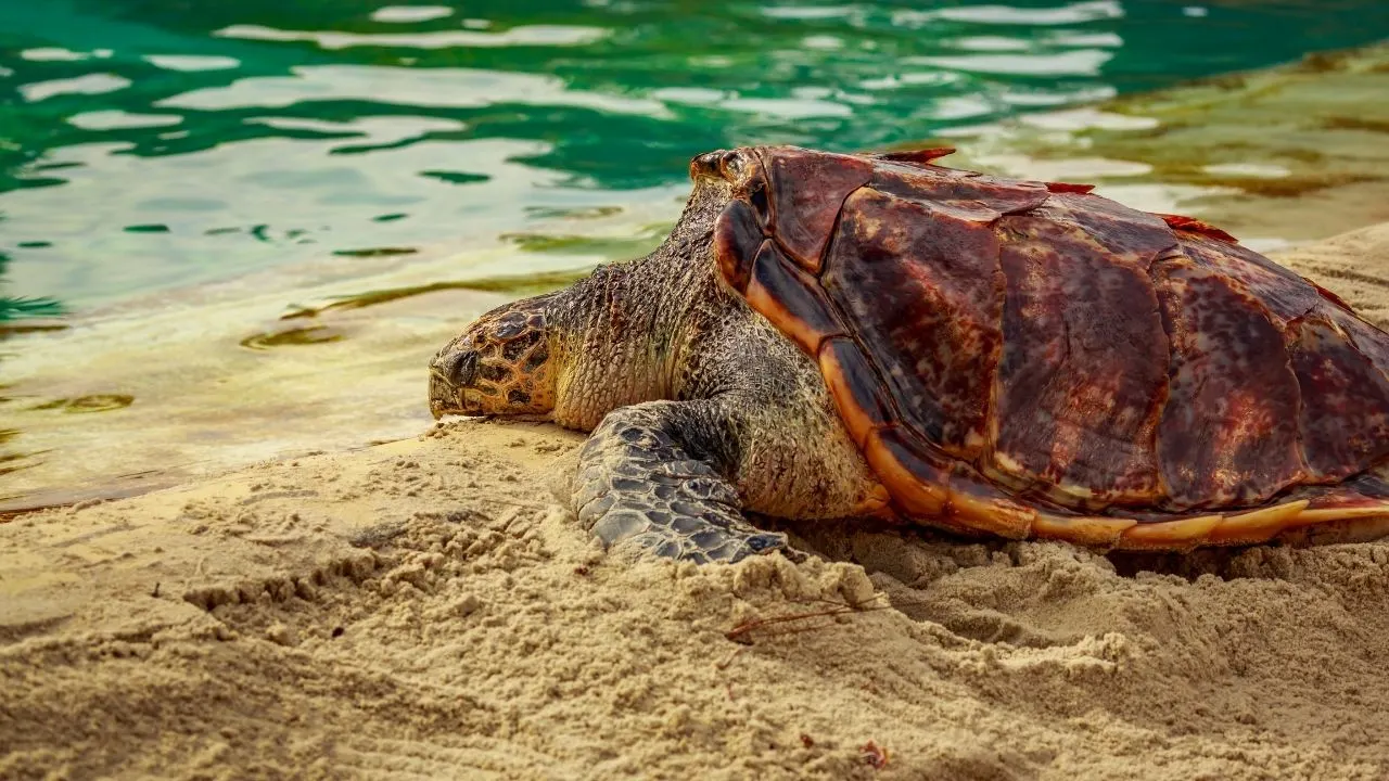 Hawksbill Sea Turtle