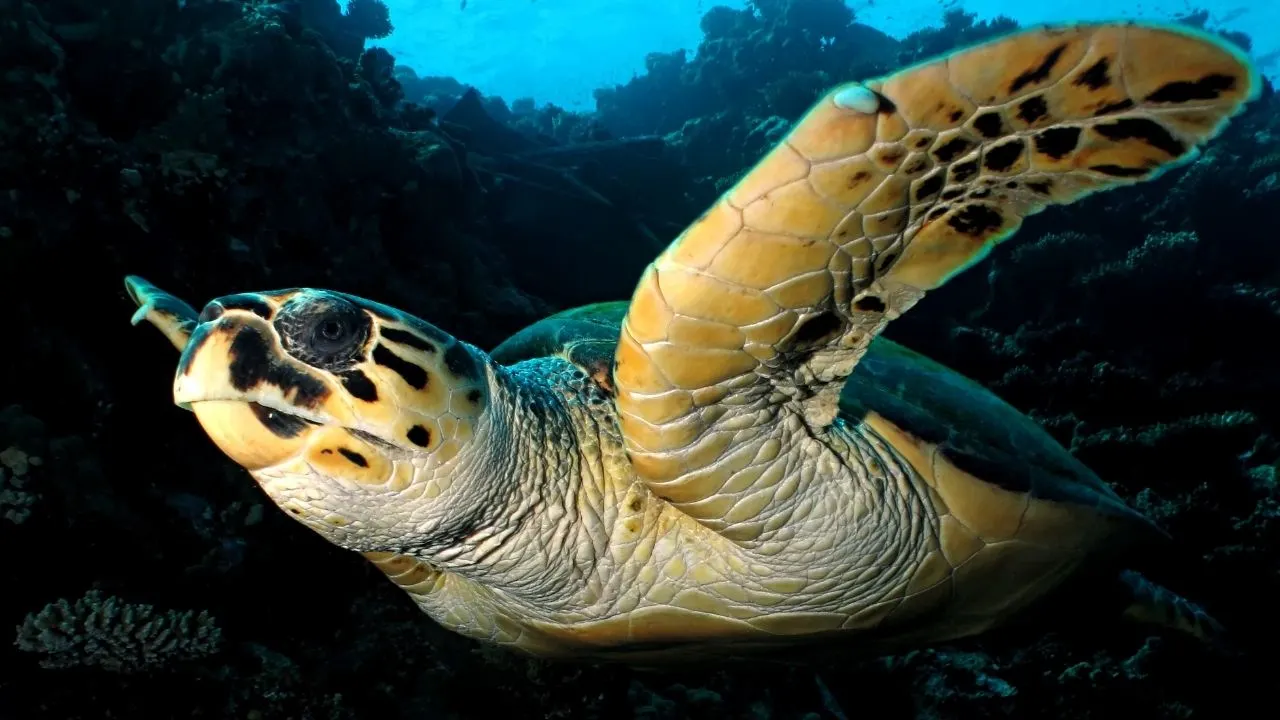 Hawksbill Turtle