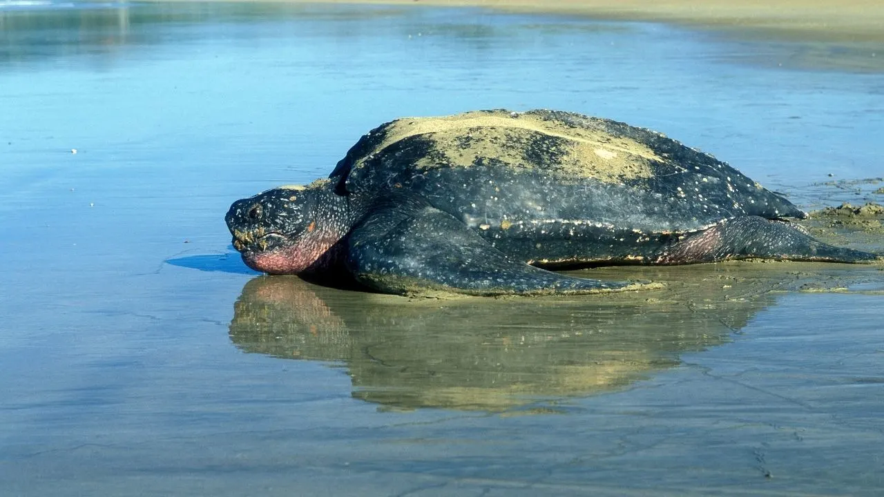 Leatherback Turtle