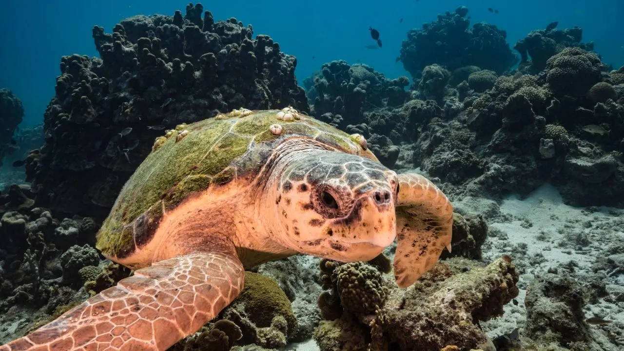 Loggerhead Turtles