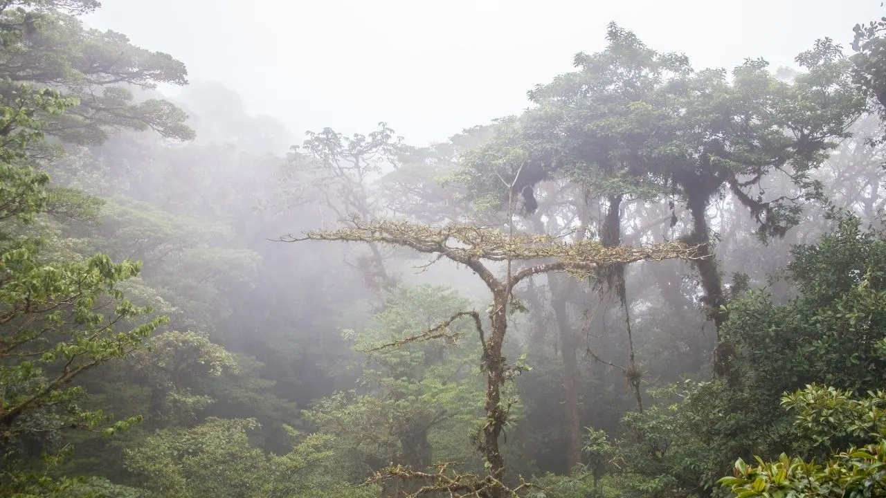 Monteverde Cloud Forest in Costa Rica