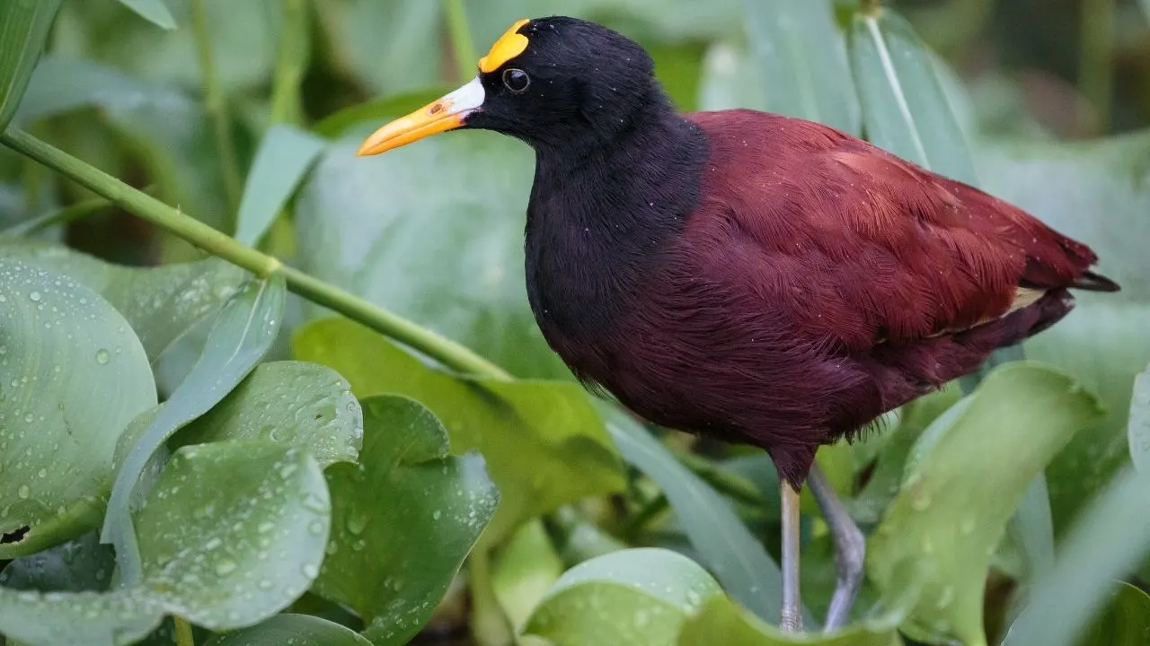 Northern Jacana in Costa Rica