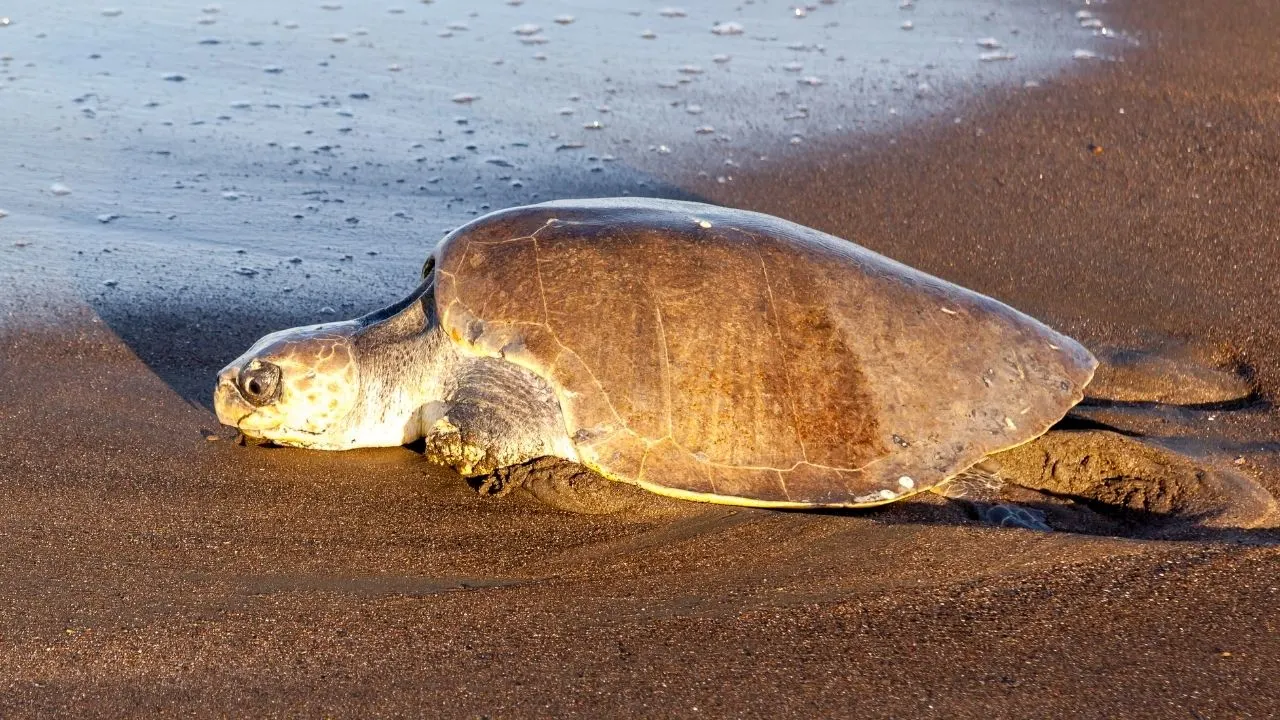 Olive Ridley Sea Turtle