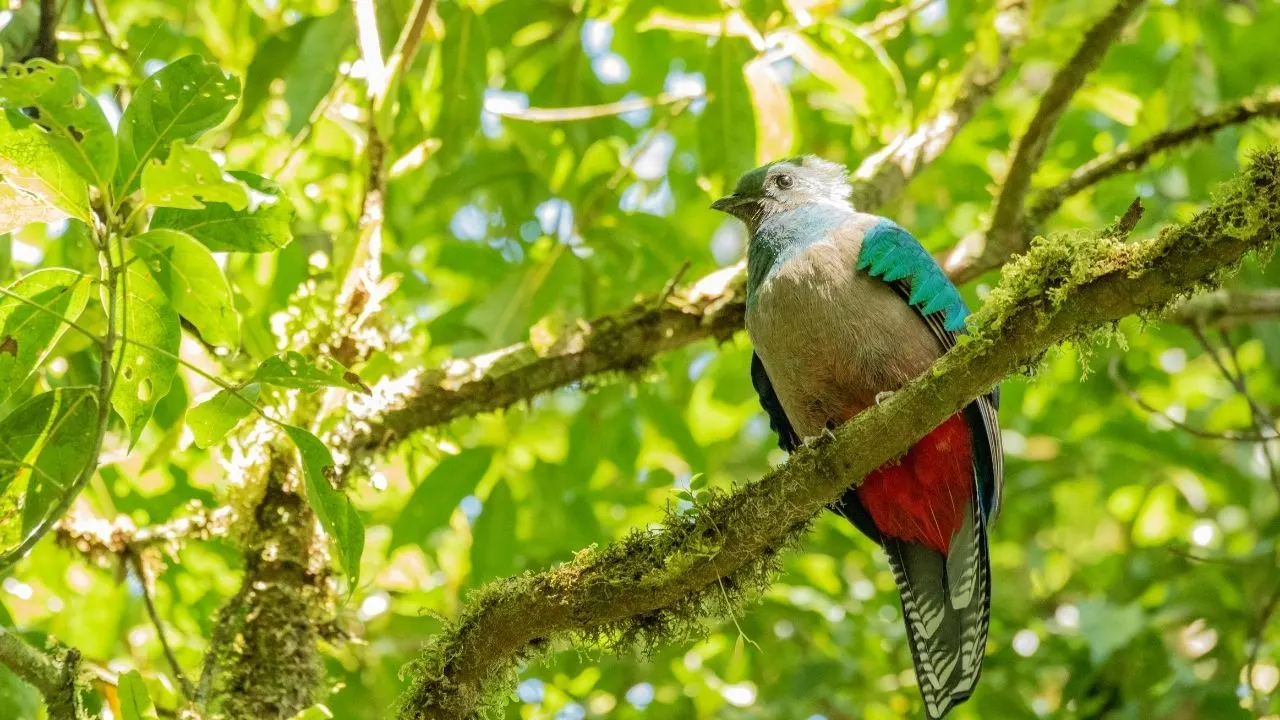 Resplendent Quetzal in Costa Rica