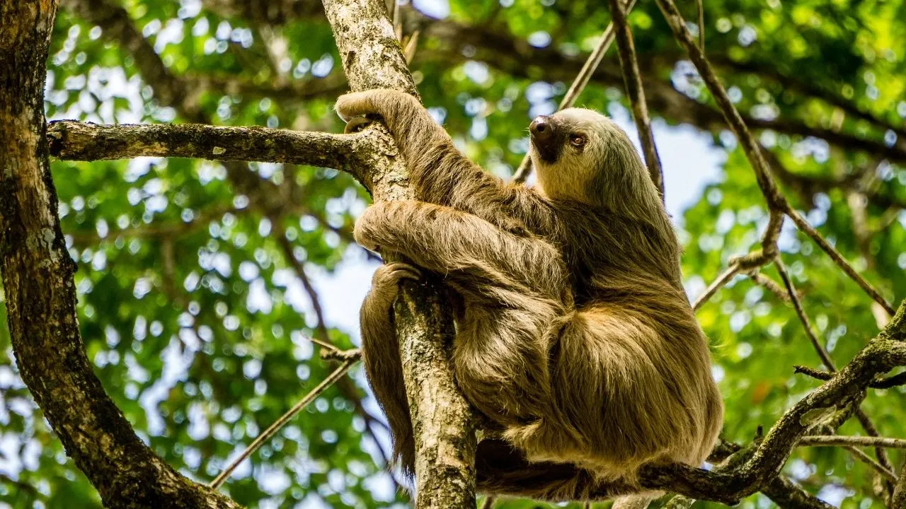 The Sloth Sanctuary, Cahuita