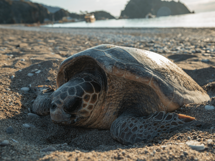 Tortuguero Sea Turtle laying eggs