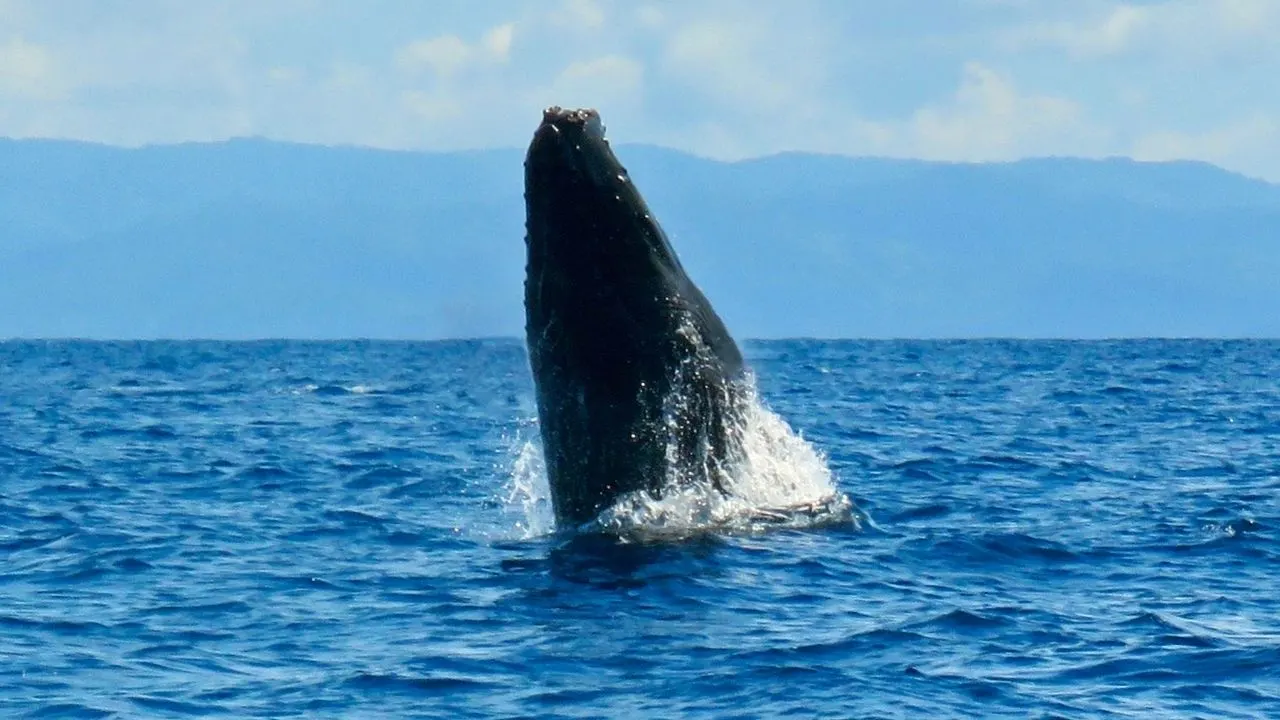 Whale Watching in Costa Rica