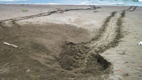 When and Where do Sea Turtles Hatch in Costa Rica? Ooh, Exciting!