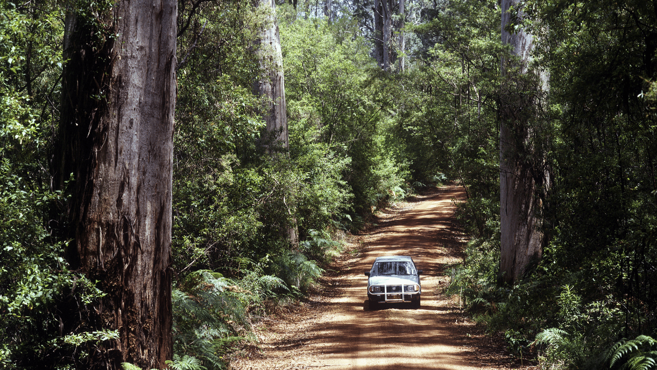 Why National Parks? Because They're Wild, Wonderful, and Worth It!