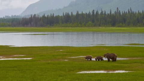 How to Get to Katmai National Park  — Take Note!