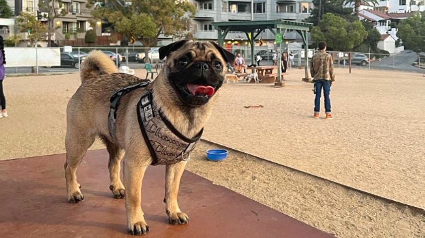 If you're single and planning to migrate in Los Angeles, you'll love living in Silver Lake as they've got the Silver Lake Dog Park