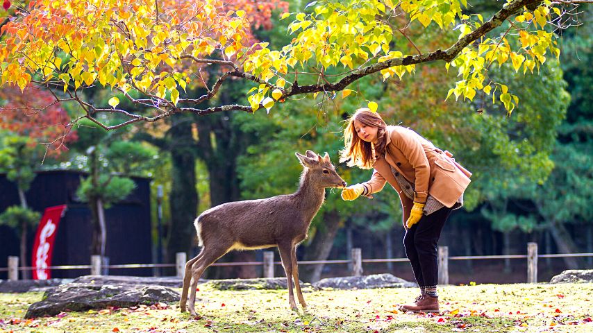 You will get the chance to see and interact with the famous Sika deer roaming freely in Nara Park.