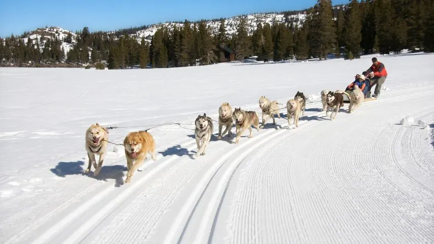 One of the various activities you can experience in Jokkmokk is dog sledding.