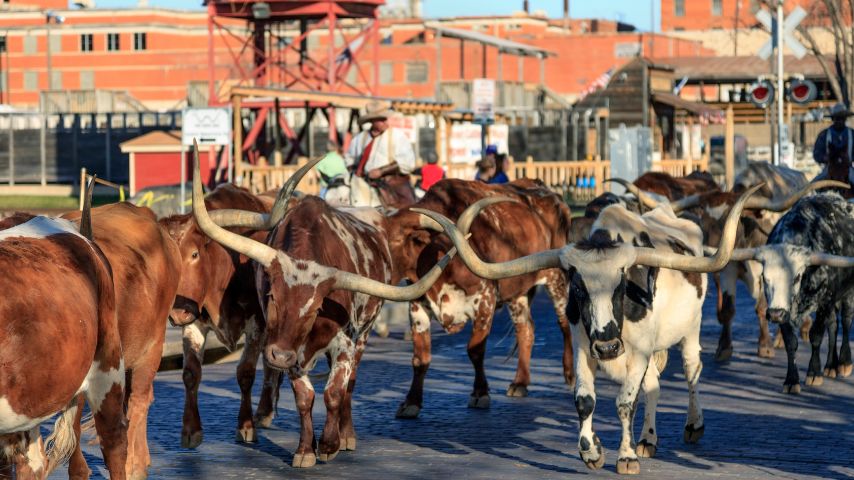 The Fort Worth Herd holds a daily cattle drive at the Stockyard Historical District, offering a glimpse of the city's "Cowtown" roots.