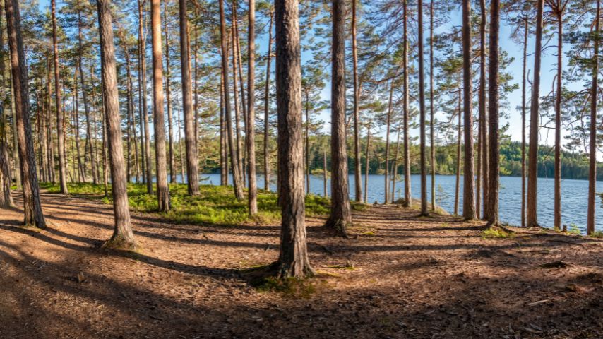 Tiveden National Park is a 2,000-hectare national park where you can go hiking, swimming, biking or exploring.