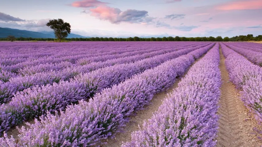 Österlen has been called the Swedish Provence because of its lavender fields and beautiful landscapes.