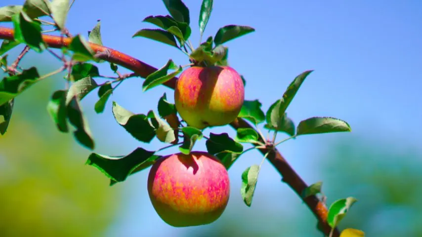 The Kiviks Musteri allows you to visit an apple orchard, discover over 70 varieties of apples and sample one of the region's specialties, apple cider.